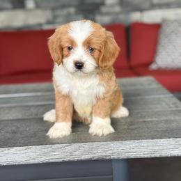 Wilma - Red female Bernedoodle puppy in Millersburg, Ohio from T Sanctum