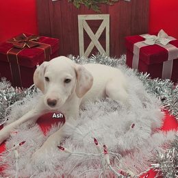 Lua Ash - White and orange male Dalmatian puppy in Conrath, Wisconsin from JSF Dalmatians LLC