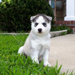 Radiance - Gray and white female Siberian Husky puppy in Greenville, North Carolina from Ivie Huskies