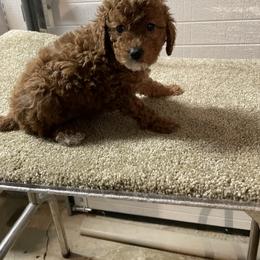 Goldendoodle Puppies from Ohio Valley Doodles