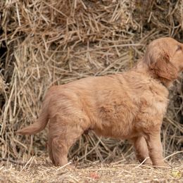 Golden Retriever and Old English Sheepdog Puppies from Saddle Rock Kennels
