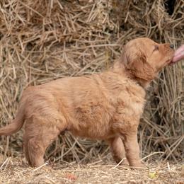 Golden Retriever and Old English Sheepdog Puppies from Saddle Rock Kennels