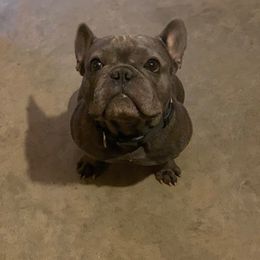 Pfizer - French Bulldog