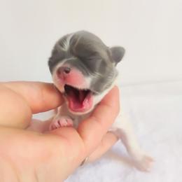 Boy 1 - Blue and white male Chihuahua puppy in Wayland, Michigan from MI Chihuahua