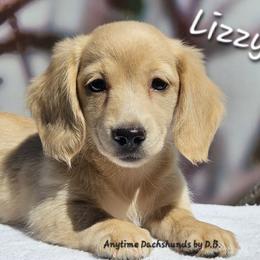Lizzy - Cream female Dachshund puppy in Ovett, Mississippi from Anytime Dachshunds by D.B.