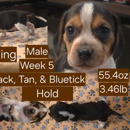Browning Brown Male - Black tan and bluetick male Beagle puppy in Bemidji, Minnesota from Nse Farms Beagles