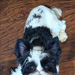 Boy 1 - Parti male Yorkshire Terrier puppy in White Pigeon, Michigan from Kathys Yorkie and Shih-tzu Cuties