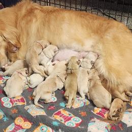 Trudy Male 2 - Golden male Golden Retriever puppy in Wauseon, Ohio from Golden Sunrise Retrievers