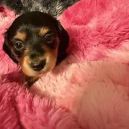 Taylor - Black and tan female Dachshund puppy in Milo, Missouri from Gillian’s Darling’ Doxies
