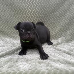 Green boy - Black male Companion Cross puppy in Ludowici, Georgia from Royal Destiny Kennels