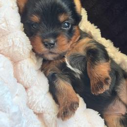 Spooky Boo - Black and tan female Yorkshire Terrier puppy in Coeur D Alene, Idaho from Cozy Coeur Yorkies