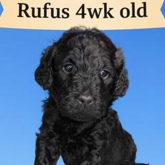 Rufus - Black male Barbet puppy in New Bedford, Massachusetts from Barbie's Barbets