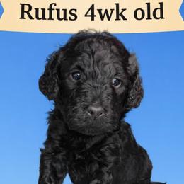 Rufus - Black male Barbet puppy in New Bedford, Massachusetts from Barbie's Barbets