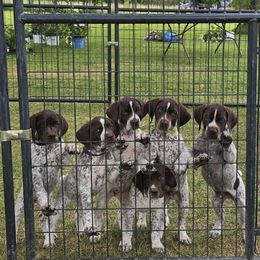 German Shorthaired Pointer puppies from Montjoy Farms