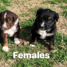 Red Tri Girl - Red Miniature Australian Shepherd puppy in Wayne, Oklahoma from Zink Ranch Mini Aussies