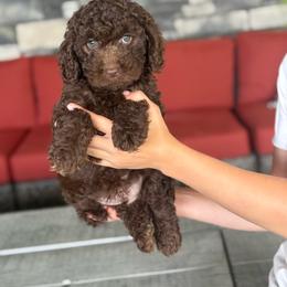 Rocky - Chocolate male Double Doodle puppy in Millersburg, Ohio from T Sanctum