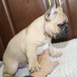 French Bulldog Puppies from Camp Fine Frenchies