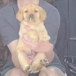 3rd Pick Female - Yellow female Labrador Retriever puppy in Andrews, South Carolina from Leyland Cypress Retrievers