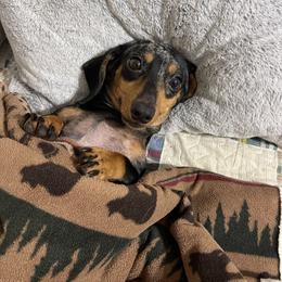 Dachshunds from Down South Dachshunds