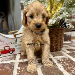 Wrenley - Apricot male Goldendoodle puppy in Rienzi, Mississippi from Saddle Hill Farms