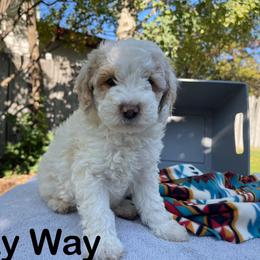Aussiedoodle, Bernedoodle, Bernese Mountain Dog, and Sheepadoodle Puppies from Draper Mountain Doodles