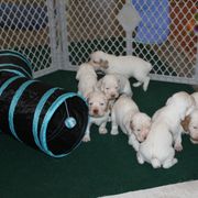 Clumber Spaniel Puppies from SunMagic Clumber Spaniels