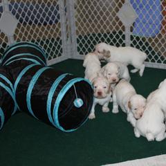 Clumber Spaniel Puppies from SunMagic Clumber Spaniels