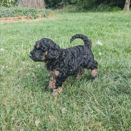 Ember - Black phantom female Aussiedoodle puppy in Yacolt, Washington from Aussiedoodles by Maggie