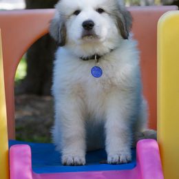 Great Pyrenees Puppies from Judith Cooper’s Great Pyrenees