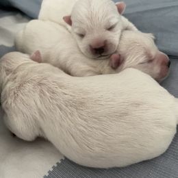 West Highland White Terrier Puppies from Sand Dollar Westies of Delaware