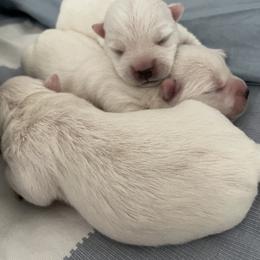 West Highland White Terrier Puppies from Sand Dollar Westies of Delaware