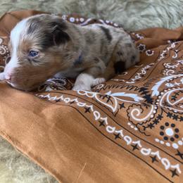 Newt- Blue Collar - Red merle male Australian Shepherd puppy in Newport, Rhode Island from Wildlings Australian Shepherds