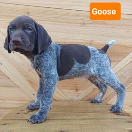 Goose - Liver roan male German Shorthaired Pointer puppy in Elberta, Alabama from Old Orchard Farm