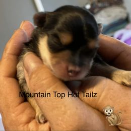 Milo - Black & tan tri-color male Morkie puppy in Taylorsville, North Carolina from Mountain Top Hot Tailz