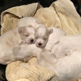Coton de Tulear Puppies from Legacy Cotons