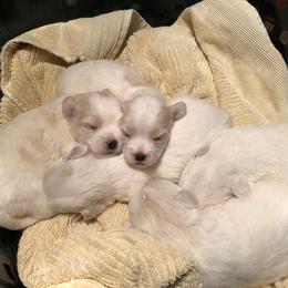 Coton de Tulear Puppies from Legacy Cotons