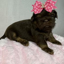 Queen Alexandria - Chocolate and tan female Shih Tzu puppy in Columbia, Kentucky from Lisa Bandy Luxe Shih Tzu