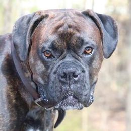 Tucker - Boxer