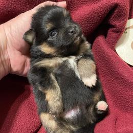 Boy 1 - Black and tan male Pomeranian puppy in Jamestown, California from Park Avenue Poms