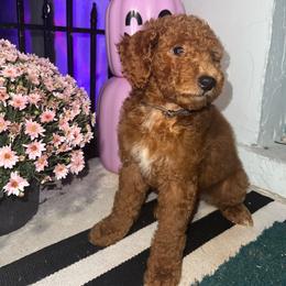 Bronze - Apricot female Goldendoodle puppy in Cocoa, Florida from Leopard n Lace Doodles