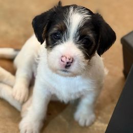 Boy 1 - Tri-color male Russell Terrier puppy in Oklahoma from Elite Russell Terriers