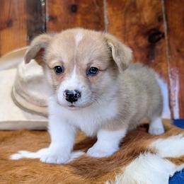 Mary Ingalls Kendall - Red merle and white female American Corgi puppy in Paden, Oklahoma from Sunray Ranch
