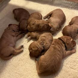 Girl 1 - female Golden Retriever puppy in Groton, New York from Thornfield Farm Goldens