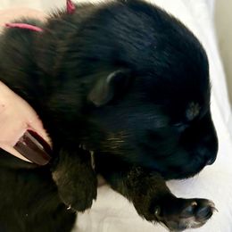 Pink Girl - Black and red female German Shepherd puppy in Rolesville, North Carolina from Ransomshire Shepherds