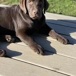 Labrador Retriever All Grown Up from McCabe Creek Labradors