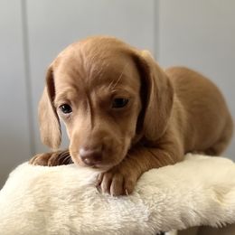 Dachshunds and Pembroke Welsh Corgis from Jodi Cloutier