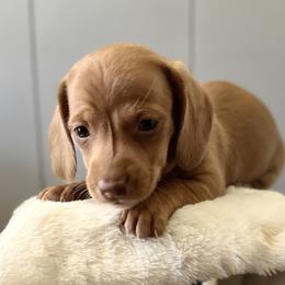 Dachshunds and Pembroke Welsh Corgis from Jodi Cloutier