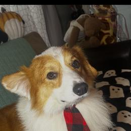 Valentino - White and red male Pembroke Welsh Corgi puppy in Saint George, South Carolina from Carolina cotton candy corgis
