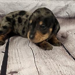 Lucky - Dapple male Dachshund puppy in Anaconda, Montana from Williams Family Dachshunds