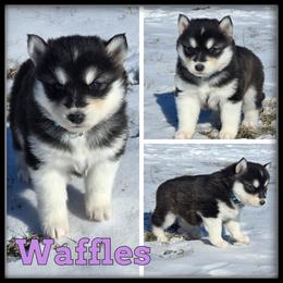 Waffles - Black and white female Siberian Husky puppy in Wheeler, Michigan from Haase Family Kennels